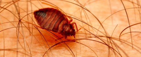 Climate change could wipe out one-third of Earth's parasite species by 2070