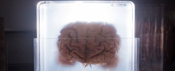 Why humans have such big brains