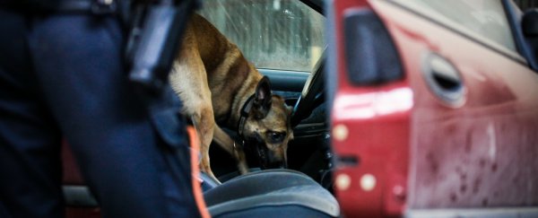 Are blood sniffing police dogs as good as we think?