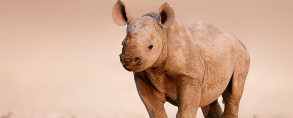 Scientists are fitting rhinos' horns with spy cameras and alarms to catch poachers