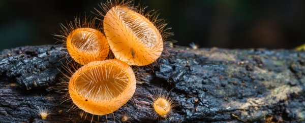 Mushrooms played a truly surprising role in forming our planet's atmosphere