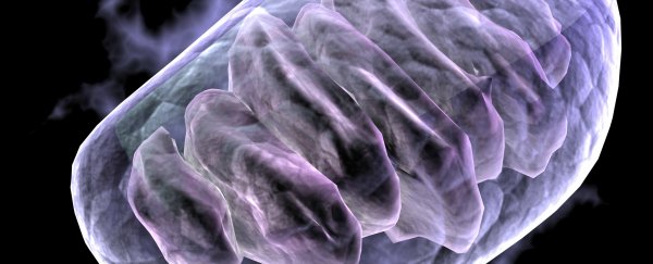 Australian scientists find that mice can live without an “essential” protein