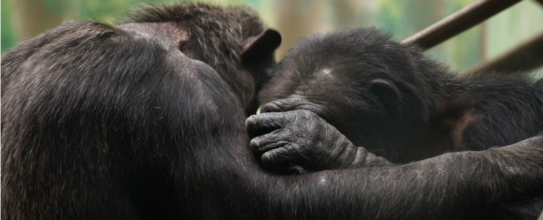 Chimps and humans console victims in surprisingly similar ways
