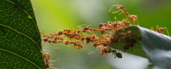First-ever mutant ants have been raised, and they have a messed up social life