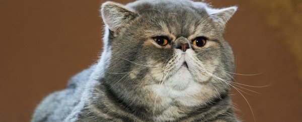 Why Are So Many of Our Pets Overweight? A Vet Shares The Harsh Truth