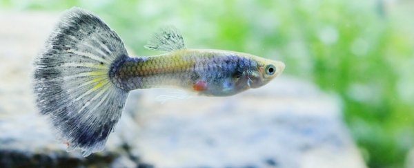 Scientists spent a month scaring guppies to prove that fish have personalities