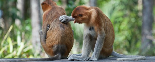 Why is it nice to be nice? The scientific explanation for kindness