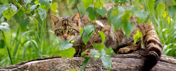 Controlling pests could save Australia billions, and 148 endangered species