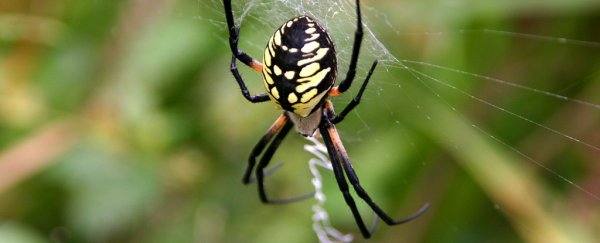 Silk Spun by Graphene-Fed Spiders Is Now One of the Strongest Materials on Earth