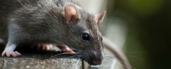This newly discovered giant rat species is so huge it cracks coconuts with its teeth