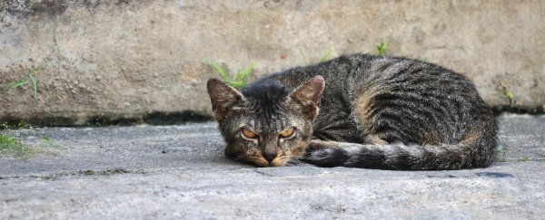 More than a million birds die every day in Australia, because cats
