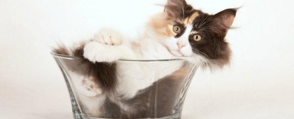 Scientists finally answer the important question, Are cats a liquid?