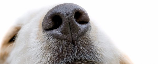 Your sense of smell is more powerful than you think