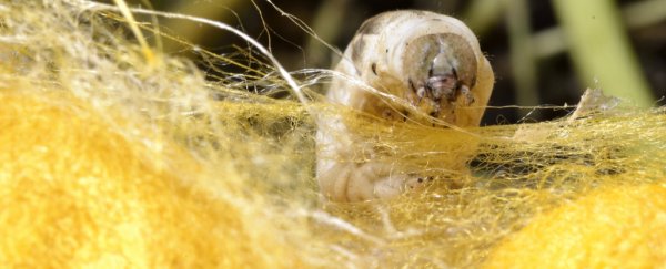 Microscopic silk cocoons provide a safe haven for sensitive molecules
