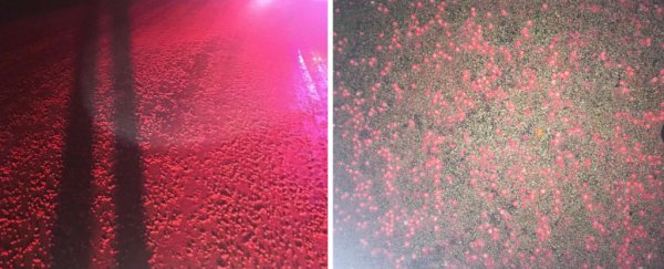 US farmers have been caught feeding red Skittles to their cattle