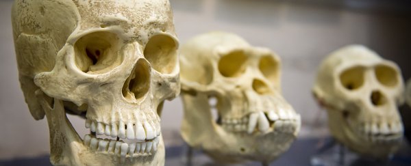 An expert says he's found evidence humans are still evolving