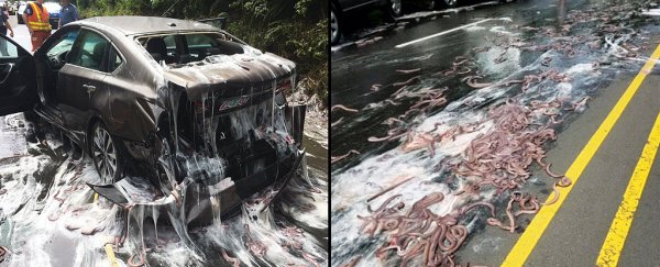 How a 3.4-tonne nightmare slime eel apocalypse wrecked a highway last week