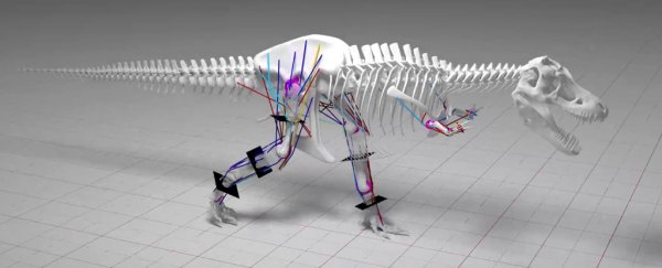 Running would have broken an adult Tyrannosaurus rex's legs