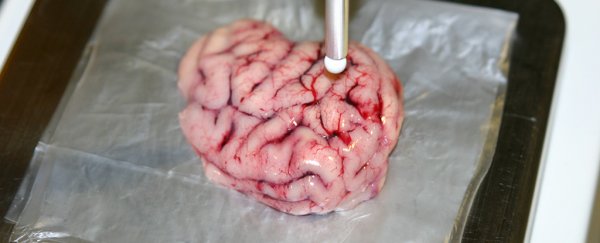 This new smart scalpel can automatically locate cancerous tumours in the brain