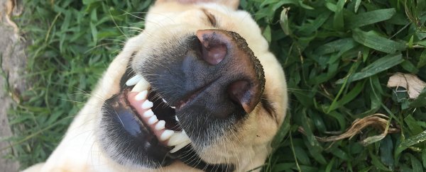 This is the biggest key to happiness, according to science