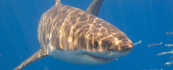 This new 'clever buoy' system could stop shark attacks using sonar