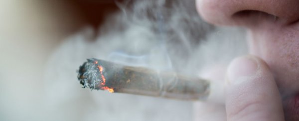 Higher risk of psychosis linked to skunk, but not hash