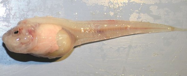 This icky creature is the deepest ocean fish humans have ever seen