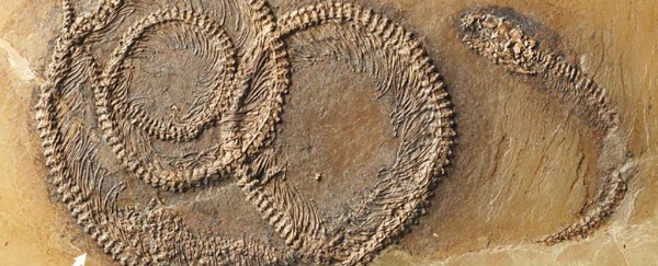 This 48-million-year-old fossil has an insect inside a lizard inside a snake