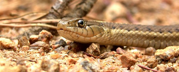 Scientists are closer than ever to a single antidote for 28 common snakebite venoms