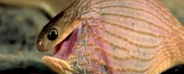 WATCH: Tiny snake swallows a huge egg like a pro