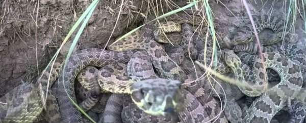 Watch: GoPro savagely attacked by a pit of rattlesnakes