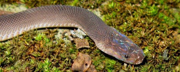 Scientists have discovered 163 new species in the Greater Mekong region