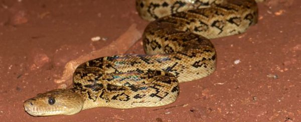 Turns out, snakes can hunt in packs, so let's just all move to Antarctica