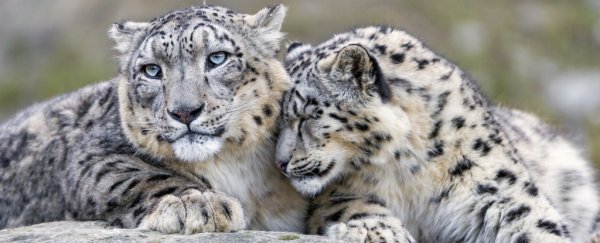 The snow leopard was just declared no longer officially endangered