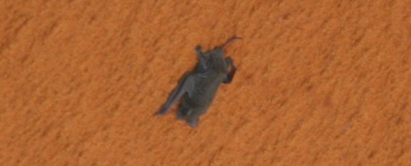 This time in 2009, a bat hitched a ride on the space shuttle Discovery