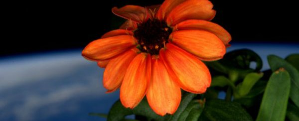 Incredible 'space flowers' just bloomed on the International Space Station
