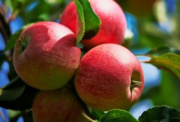 New sparkling apple variety fizzes in your mouth