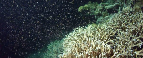 The full moon just triggered one of the largest mass spawning events of 2016