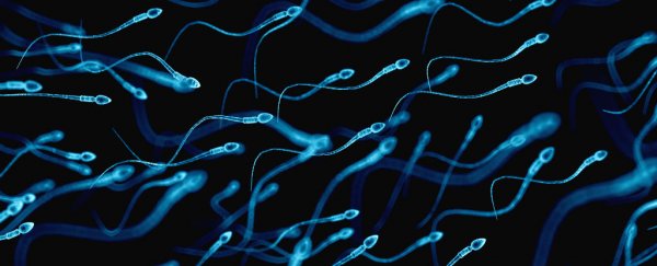 Scientists have made the best artificial sperm yet, and they’re breeding mice with it