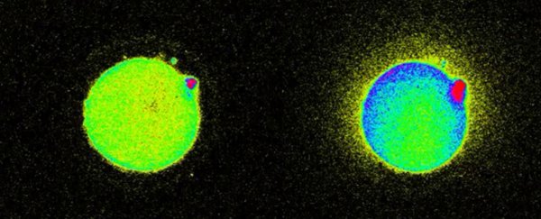 Scientists just captured the flash of light that sparks when a sperm meets an egg