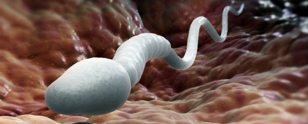 Fertilisation discovery points to new contraceptive for men