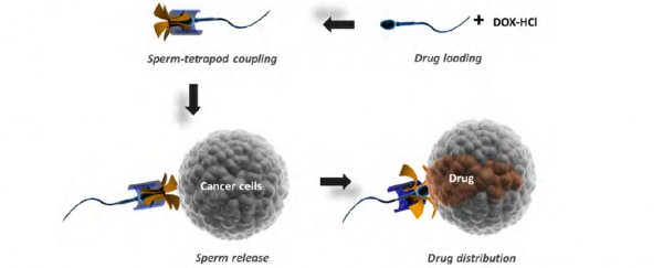 Sperm are being turned into tiny weapons to attack gynaecological cancer
