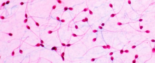 IVF study suggests boys could inherit fertility problems from their dads