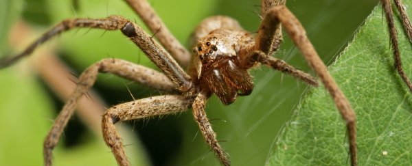 Male spiders tie their cannibalistic mates up to avoid getting eaten