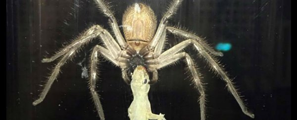This massive huntsman just ate a lizard on a family's living room window