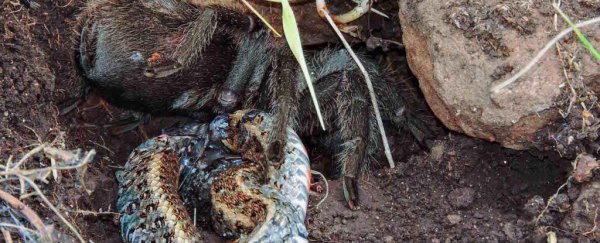 A tarantula mauled this snake to death, and scientists have never seen anything like it