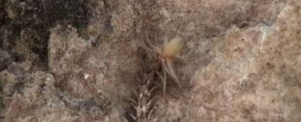 WATCH: The spider-tailed viper is amazingly good at killing