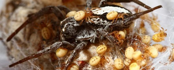Young spiders cannibalise mum to get a leg-up on life