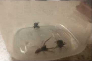 WATCH: Mother spider explodes with babies during a fatal attack