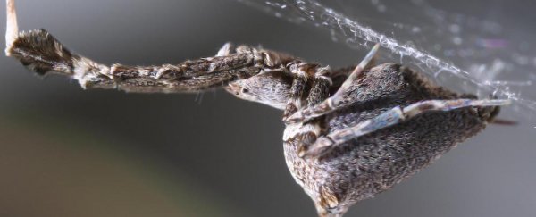 Spiders spin electrically-charged silk to make sticky webs